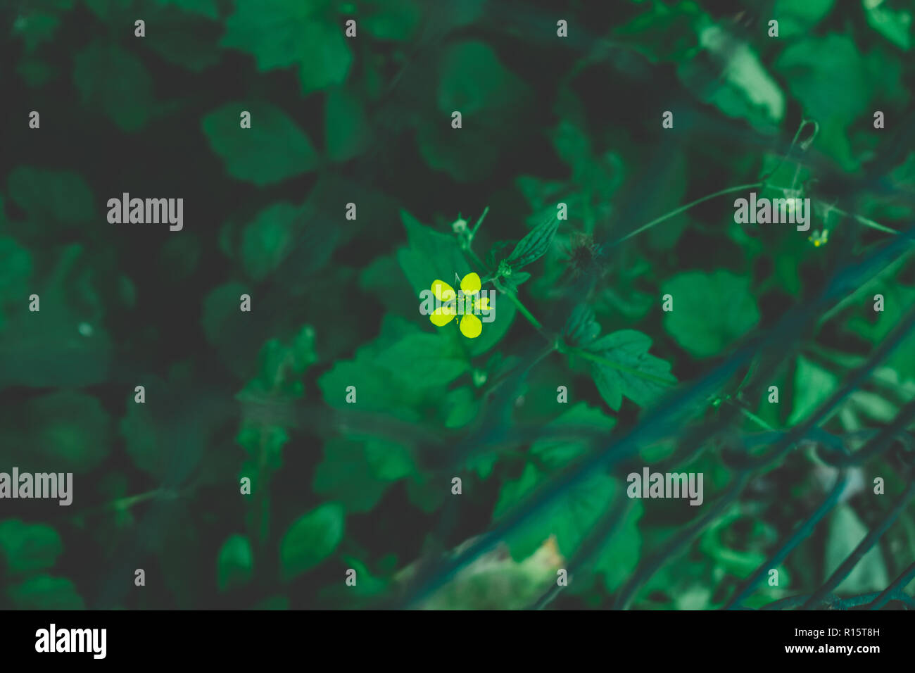 Yellow flower in the midst of a green background Stock Photo - Alamy