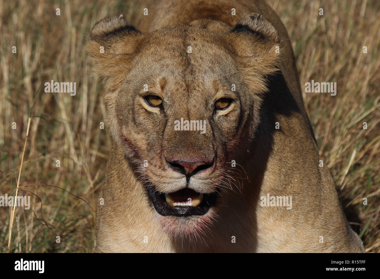 A Lion defending its food in Masai Mara national park, Kenya Stock Photo