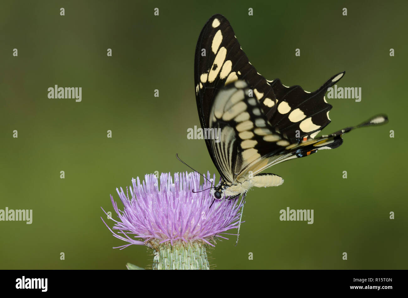Giant Swallowtail, Heraclides cresphontes, on thistle, Cirsium sp. Stock Photo