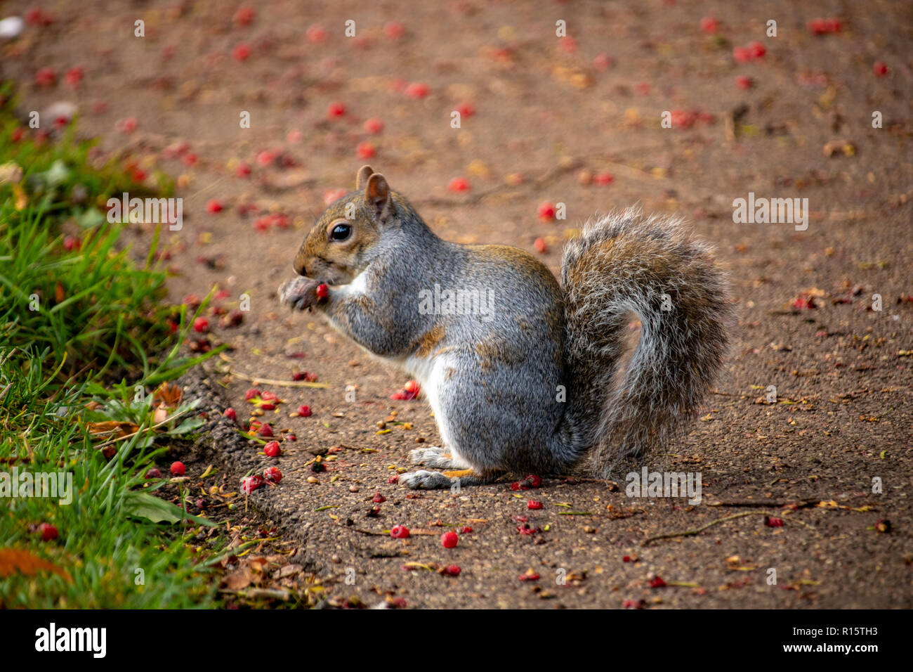 Squirrel eating berries Stock Photo Alamy