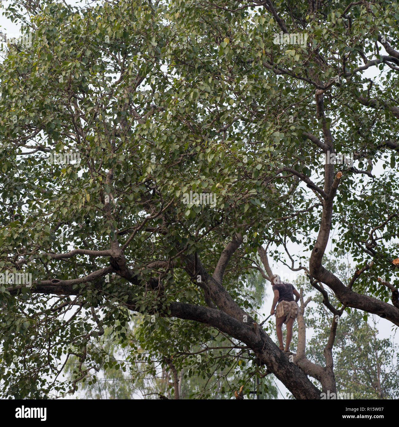 Trees In Rishikesh Woodcutter on tree branch, Rishikesh, Dehradun District, Uttarakhand ...