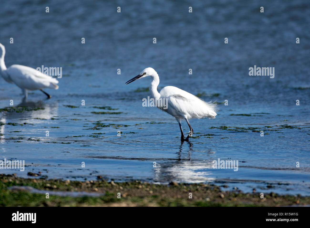 Little egret wading Stock Photo