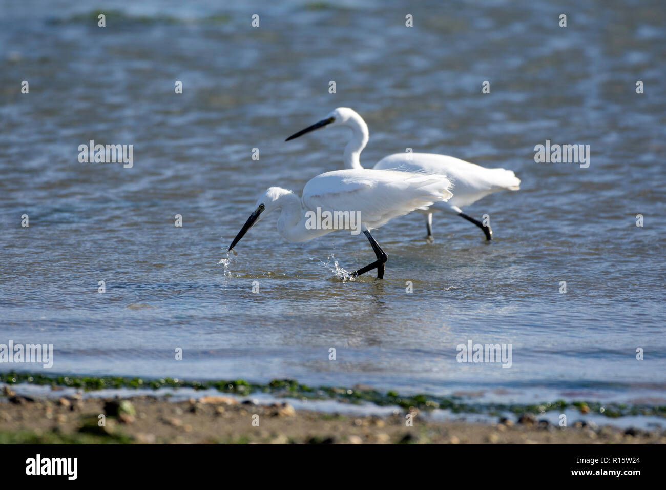 Pair of Little egrets fishing Stock Photo