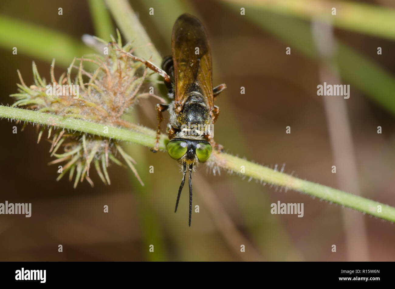 Square-headed Wasp, Tachytes sp. Stock Photo