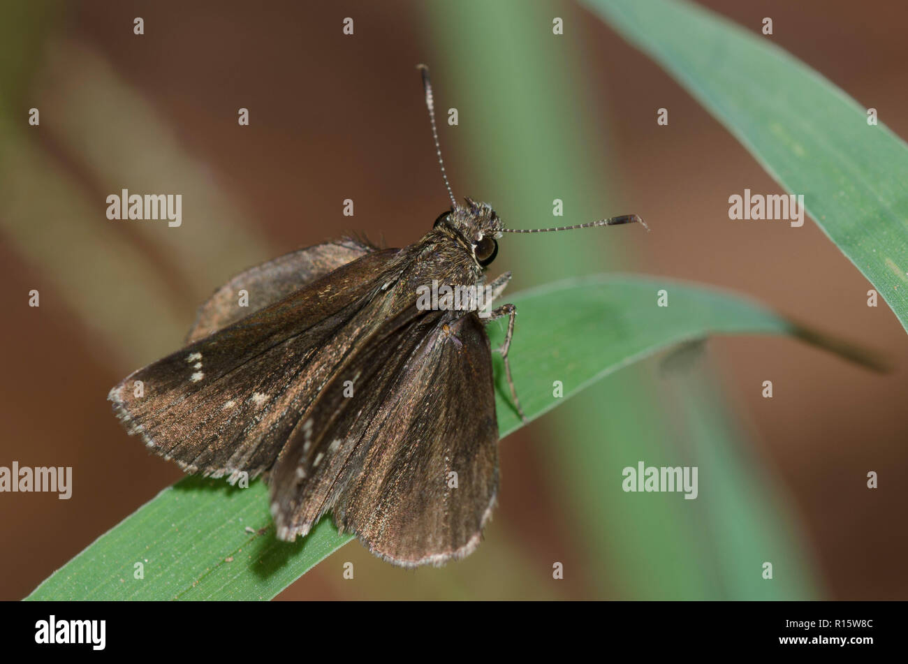 Bell's RoadsideSkipper, Amblyscirtes belli Stock Photo Alamy