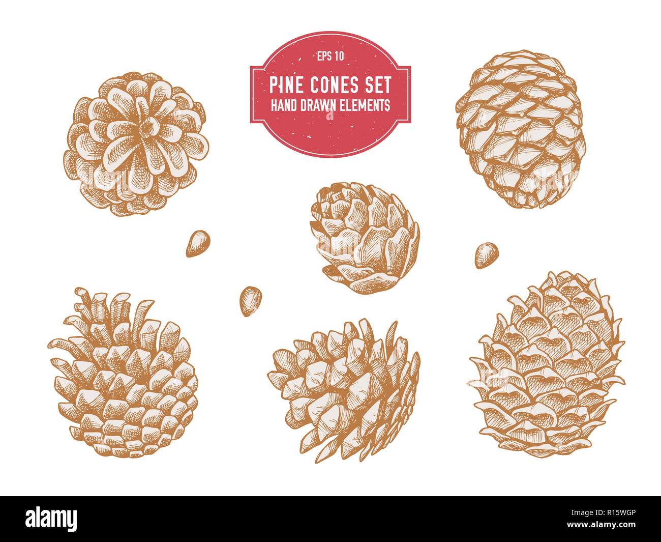 Vector collection of hand drawn pine cones Stock Vector