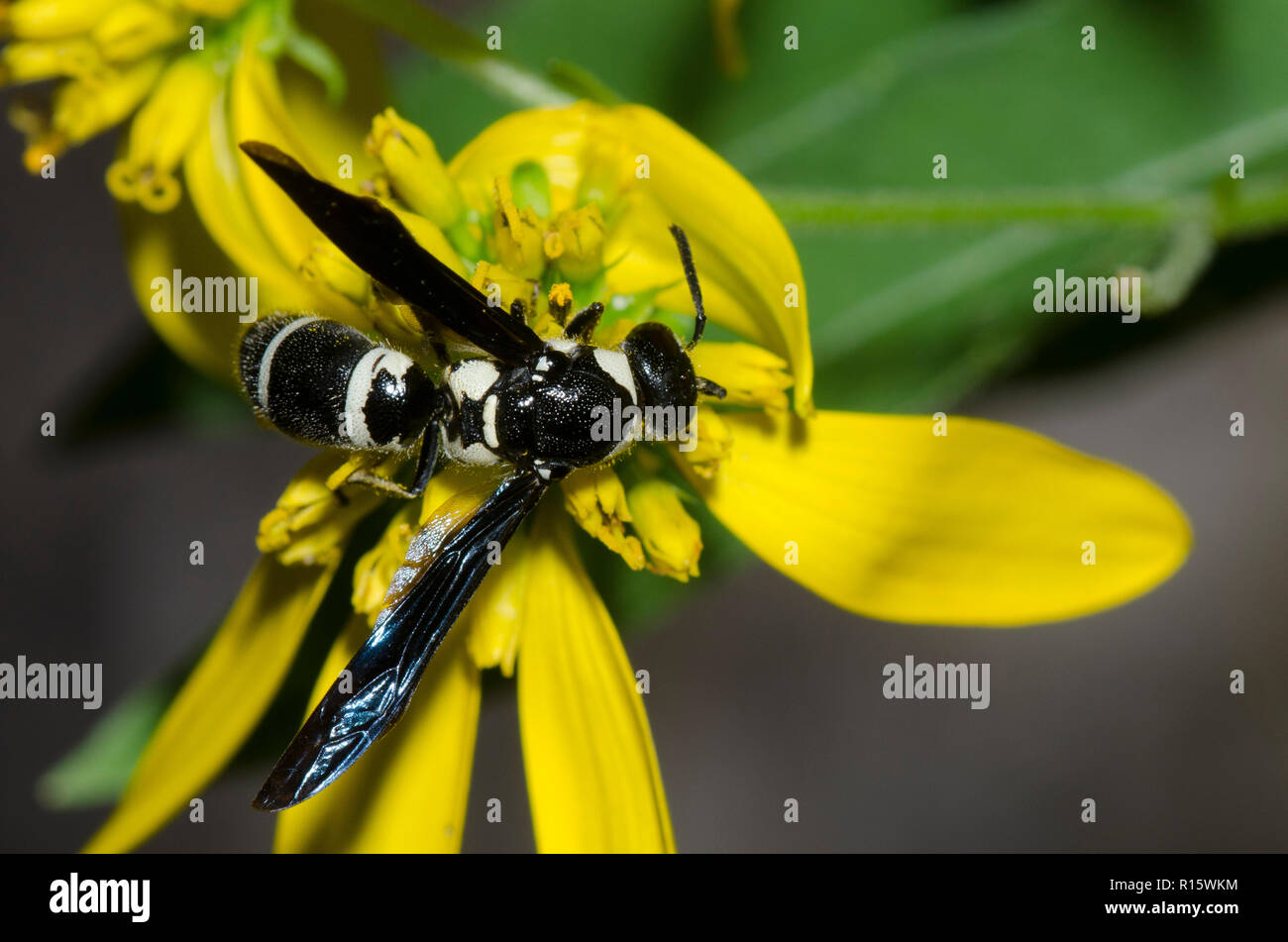 Potter Wasp, Pseudodynerus quadrisectus, foraging on yellow composite