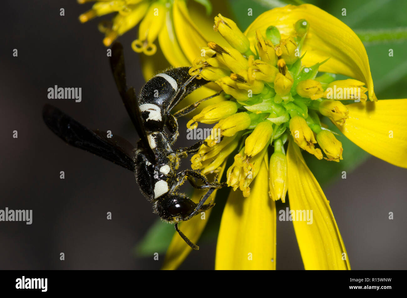 Potter Wasp, Pseudodynerus quadrisectus, foraging on yellow composite