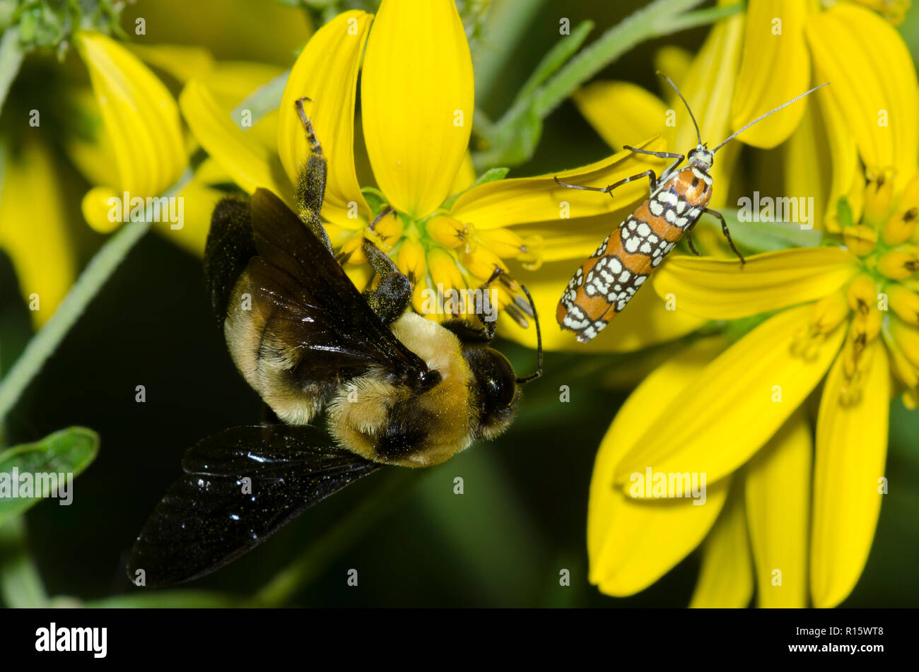 Southern Plains Bumble Bee, Bombus fraternus, and Ailanthus Webworm Moth, Atteva aurea, foraging on yellow composite flower Stock Photo