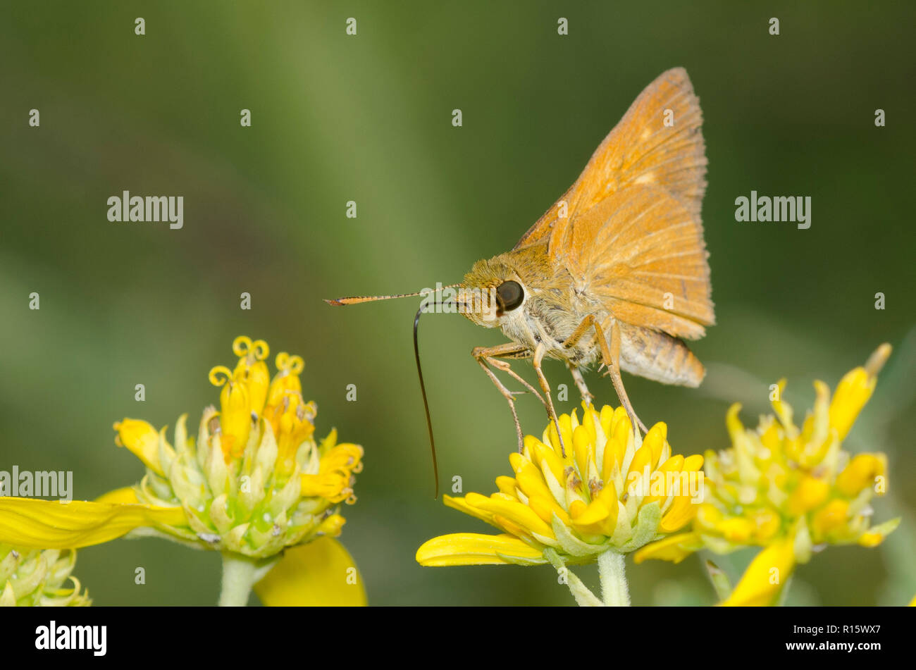 Dion Skipper, Euphyes dion, foraging on yellow composite flower Stock Photo