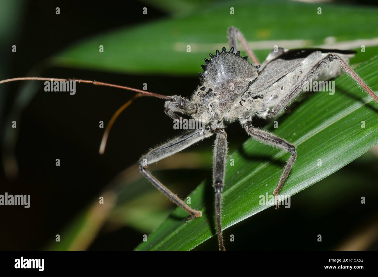 Wheel Bug, Arilus cristatus Stock Photo Alamy