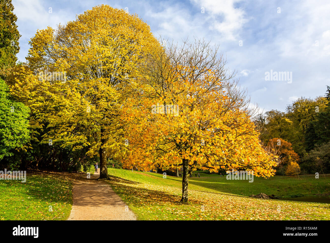 Magnificent golden and yellow autumn leaves on beautiful trees Stock Photo