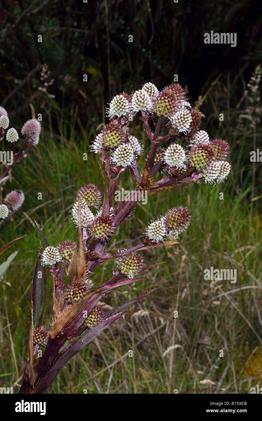 Eryngium humboldtii is a species of plant in the family Apiaceae that is native to the Andes mountains of South America. Stock Photo