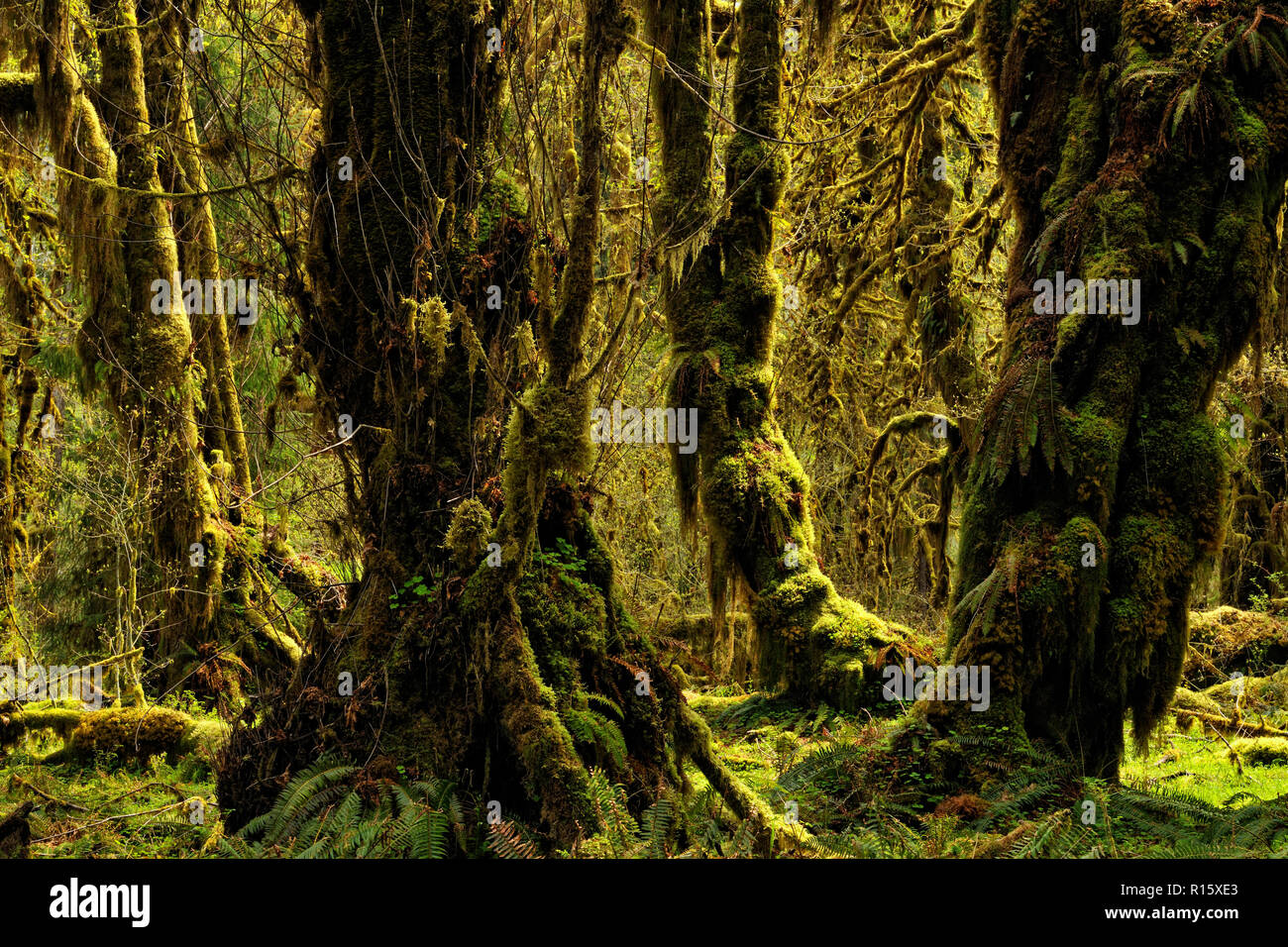 Bigleaf maple tree trunks with epiphytic mosses, Olympic National Park Hoh Rainforest, Washington, USA Stock Photo