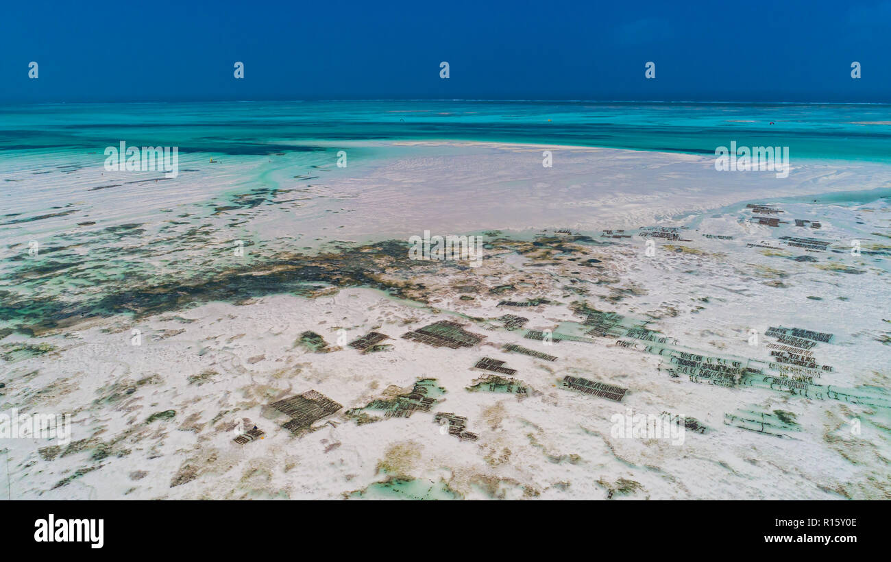Sea weed plantation. Zanzibar, Tanzania. Stock Photo
