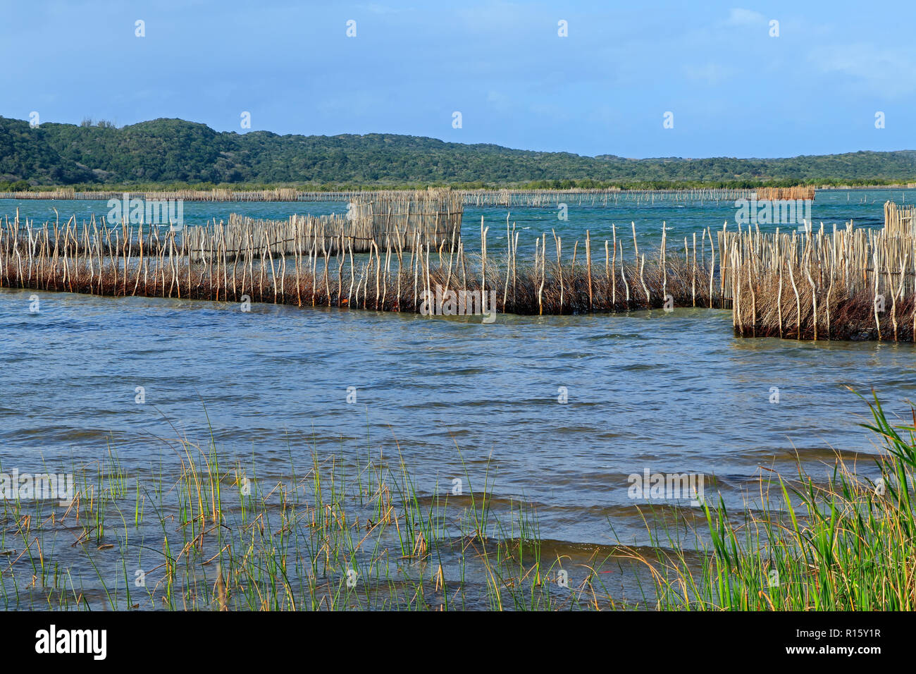 Traditional Tsonga fish traps built in the Kosi Bay estuary, Tongaland, South Africa Stock Photo