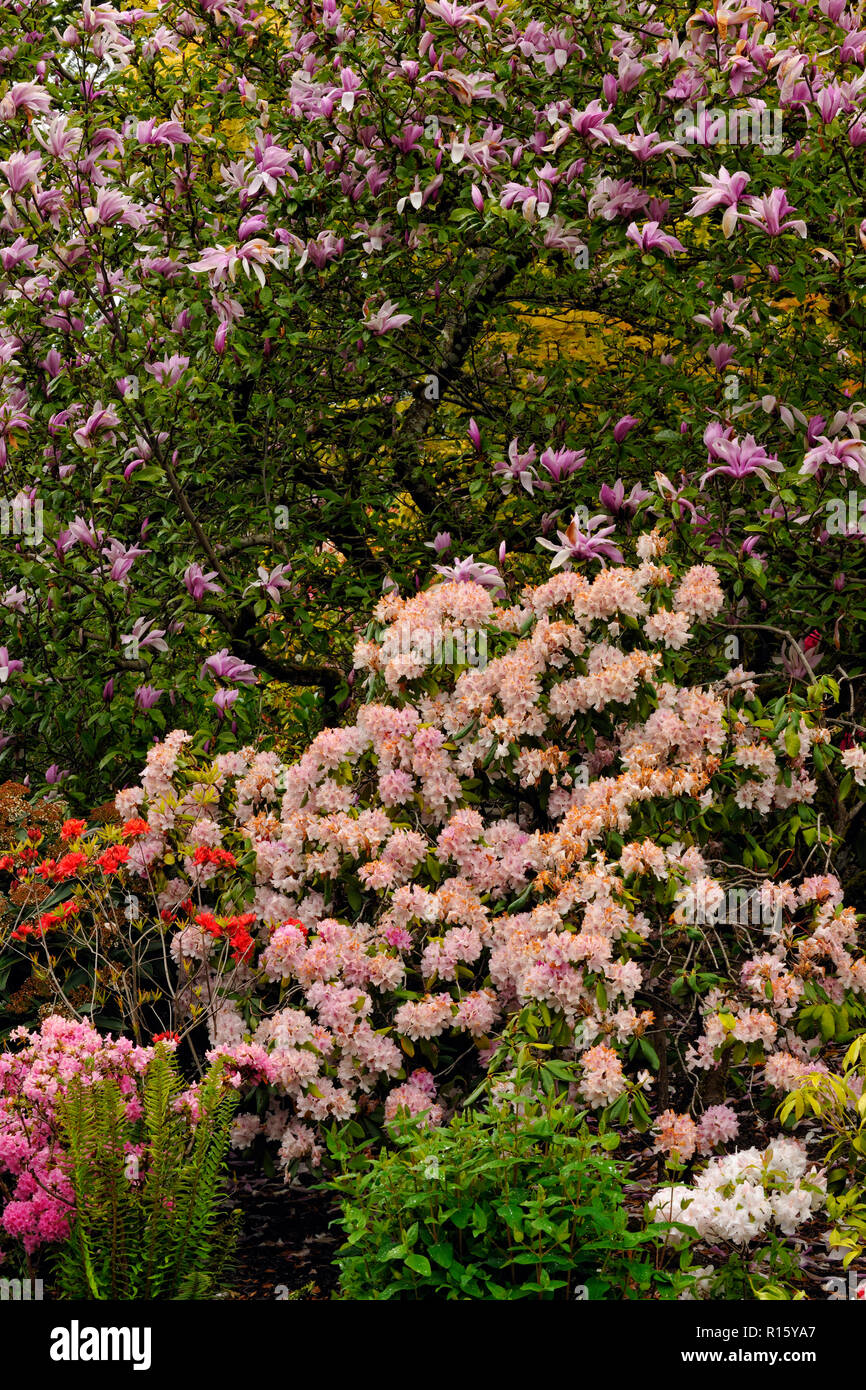 Butchart Gardens Flowering magnolia tree and flowering shrubs
