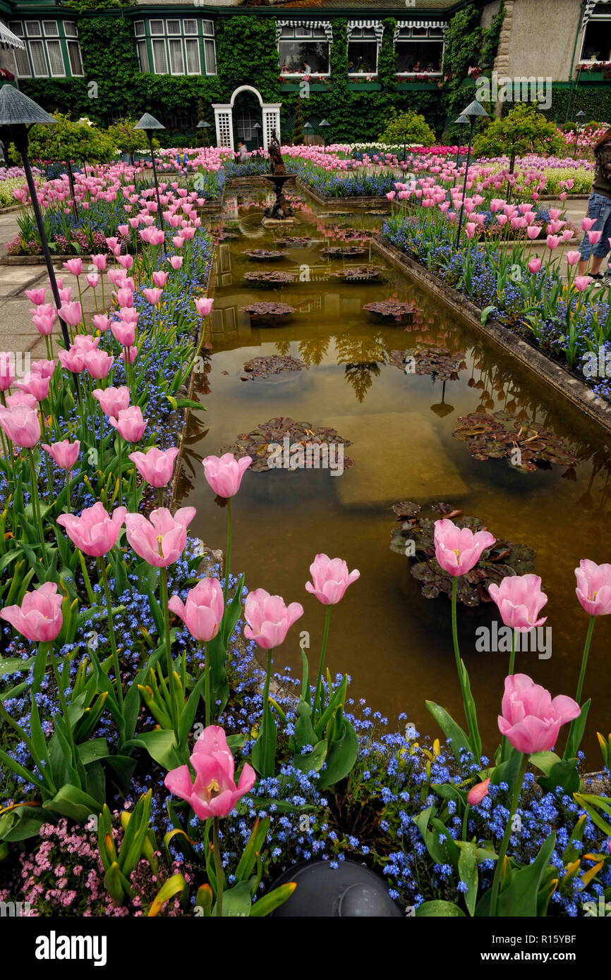 Butchart Gardens Tulip beds in the Italian Garden, Victoria, BC