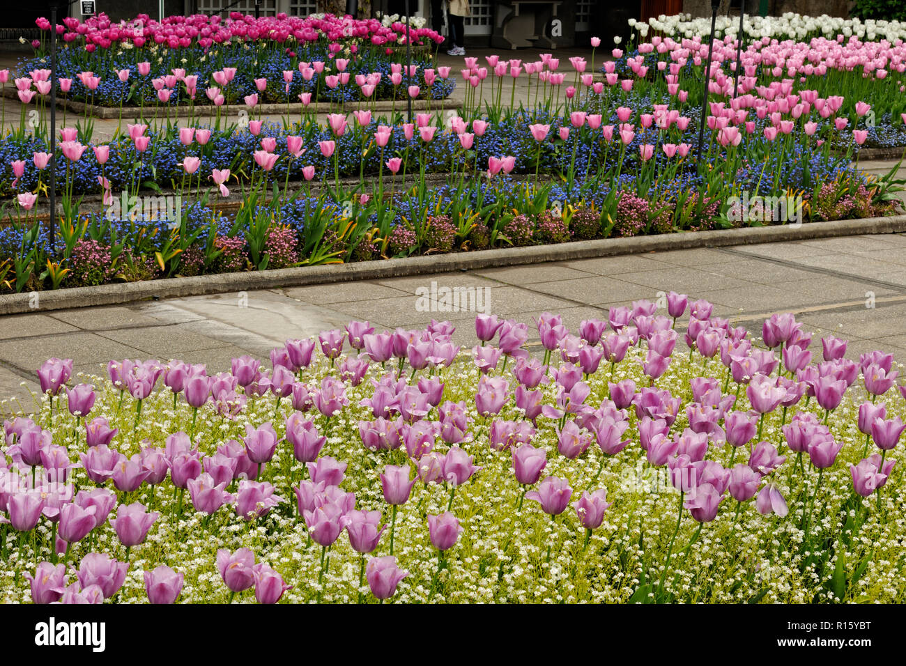 Butchart Gardens Tulip beds in the Italian Garden, Victoria, BC