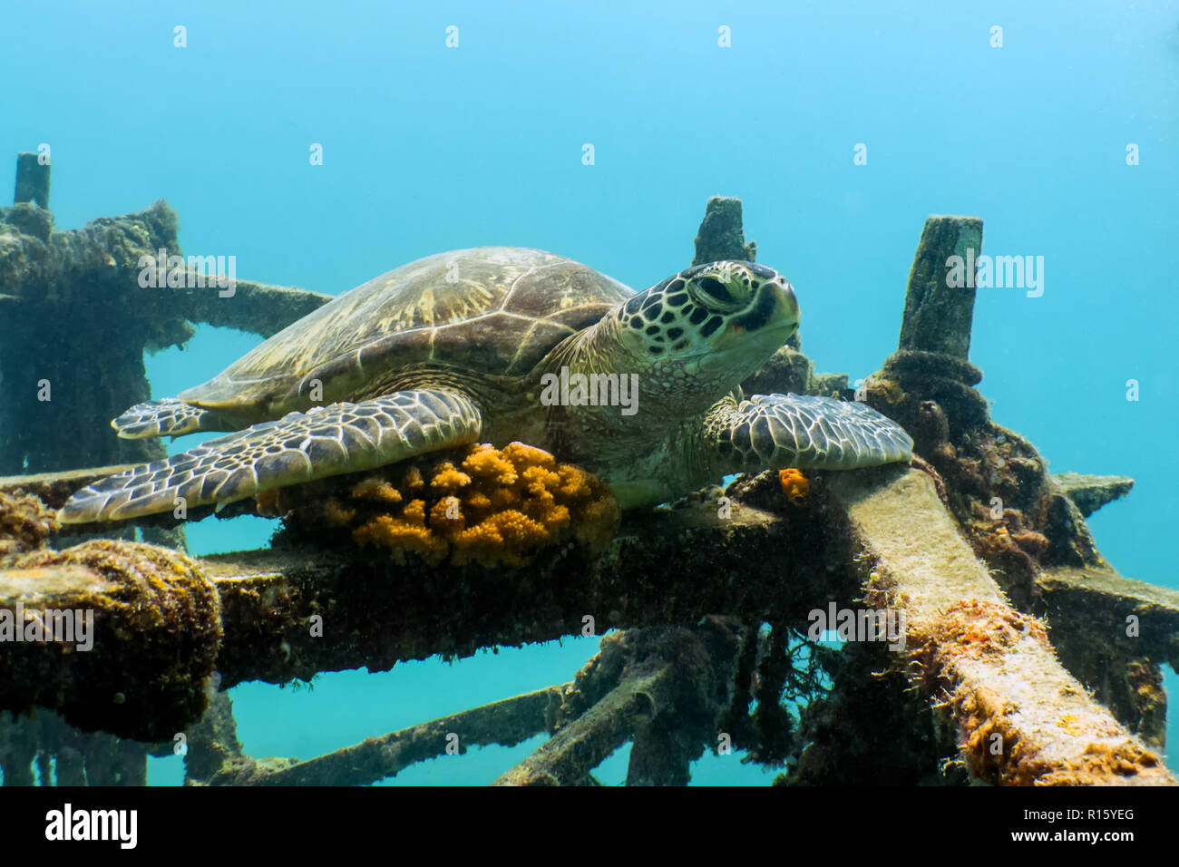 Sea Turtle Resting on Ship Wreck - Mabul Island, Borneo, Malaysia Stock Photo