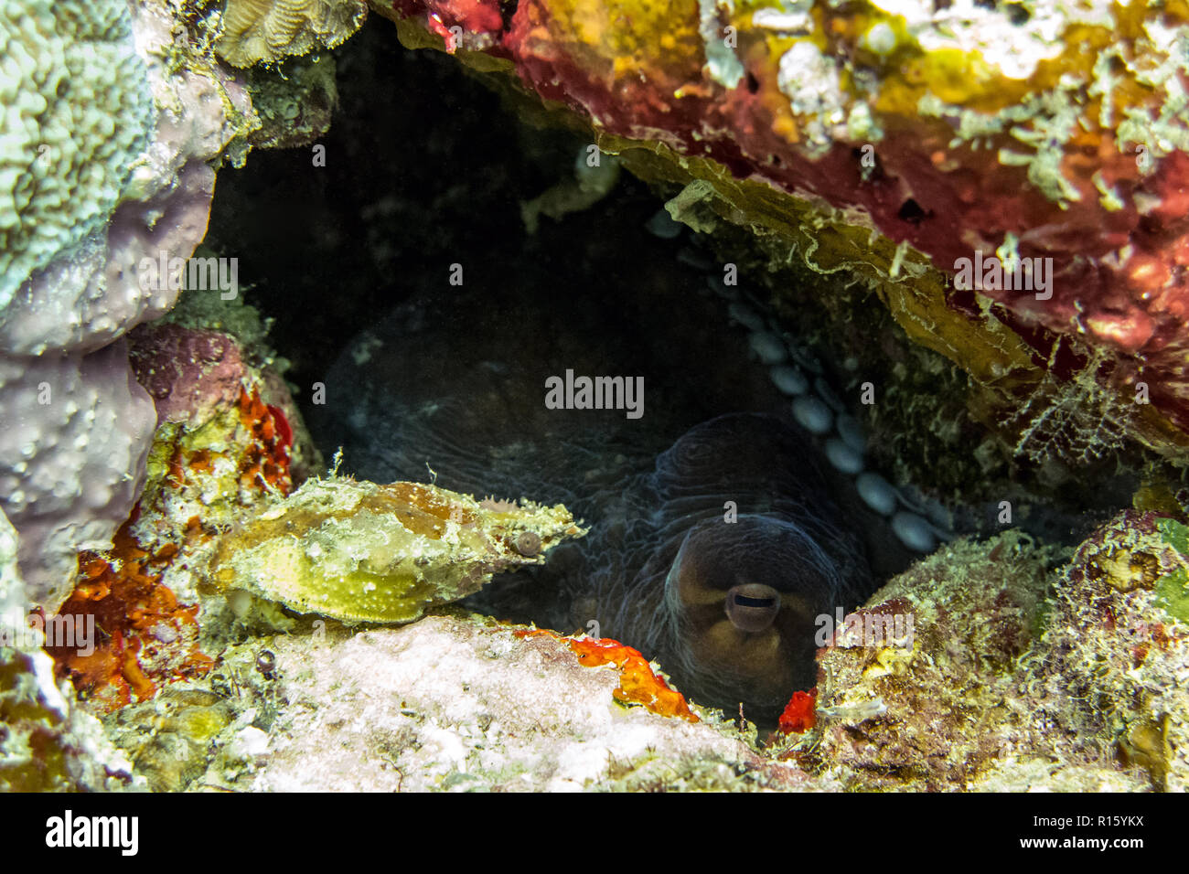 Octopus Hiding In Coral Reef - Kapalai, Borneo, Malaysia Stock Photo
