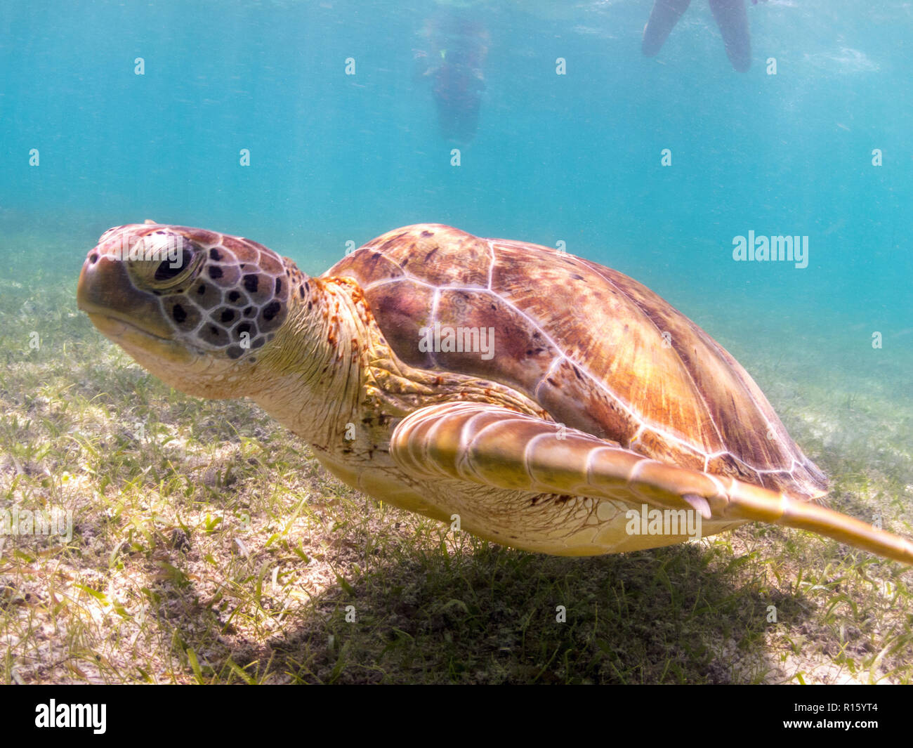 Sea Turtle Up Close Swimming in Akumal Beach, Mexico with Snorkeling Tourists Stock Photo