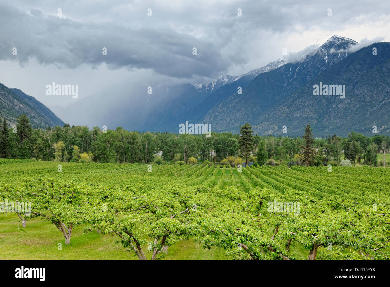 Similkameen Valley with fruit trees, Cawston, BC, Canada Stock Photo