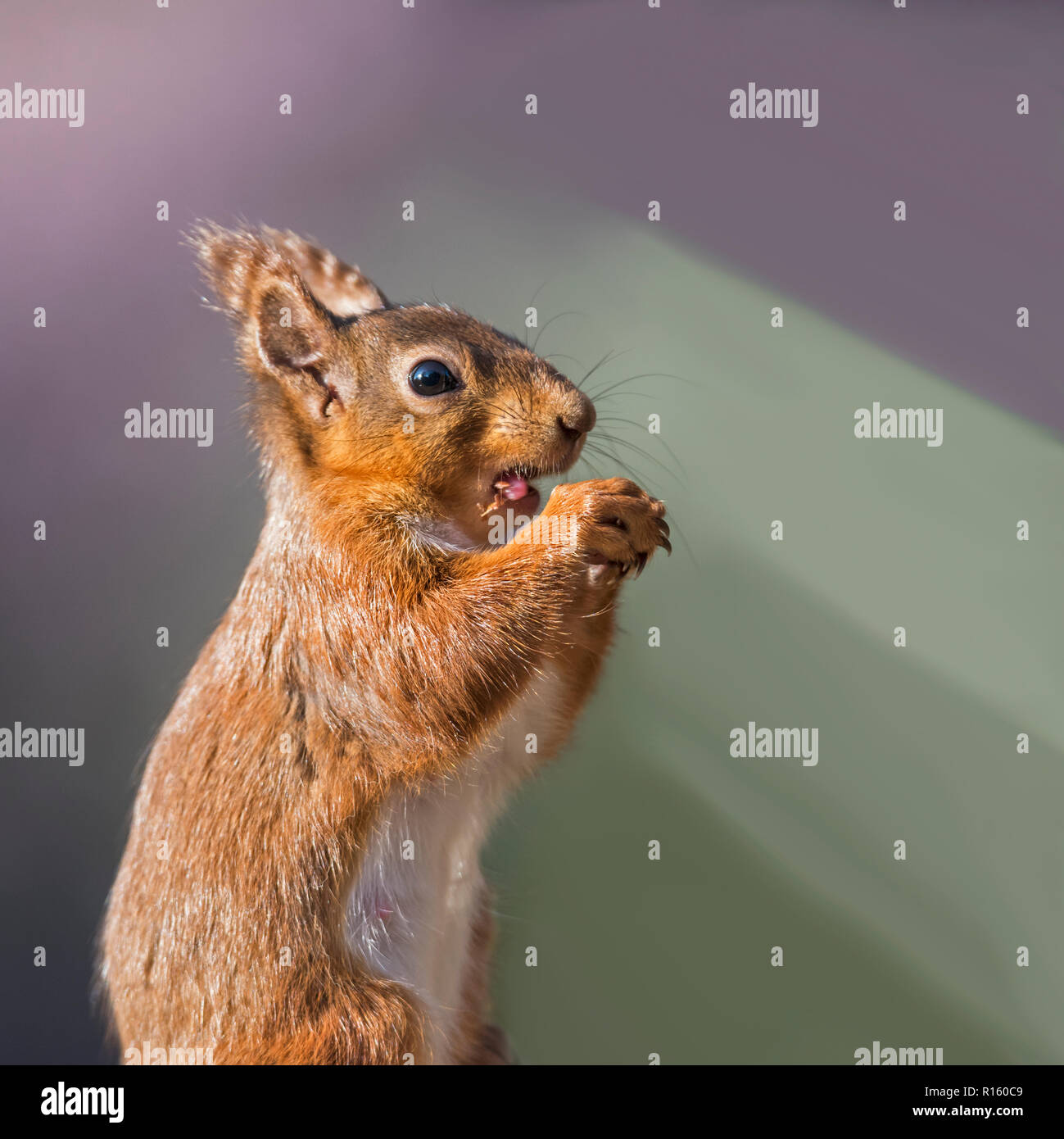 Squirrel tongue hi-res stock photography and images - Alamy