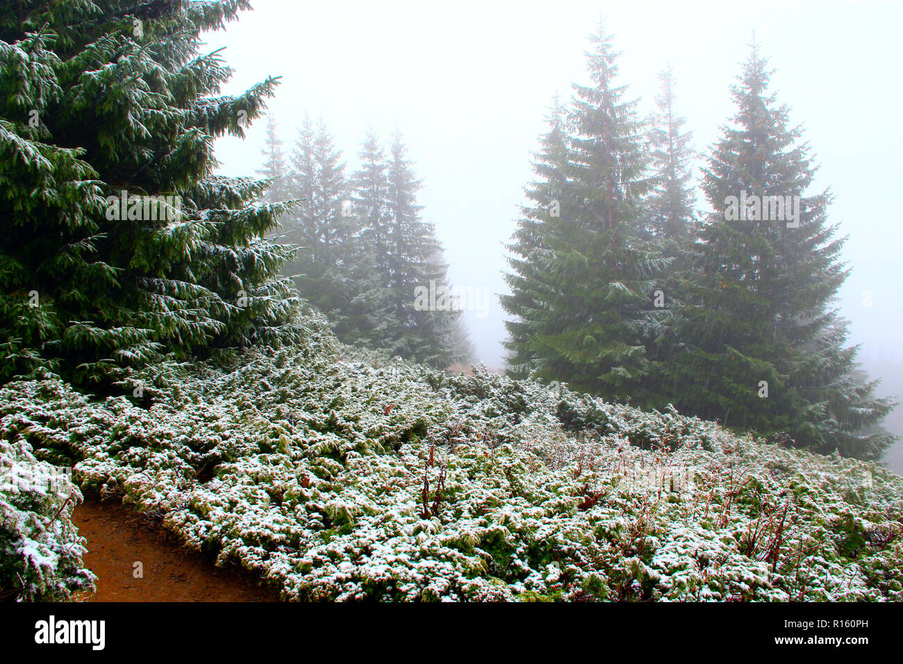 First snow in forest. Mountain landscape with spruce forest and fringe. First snow in spruce forest and fringe. Snowing in wood Stock Photo