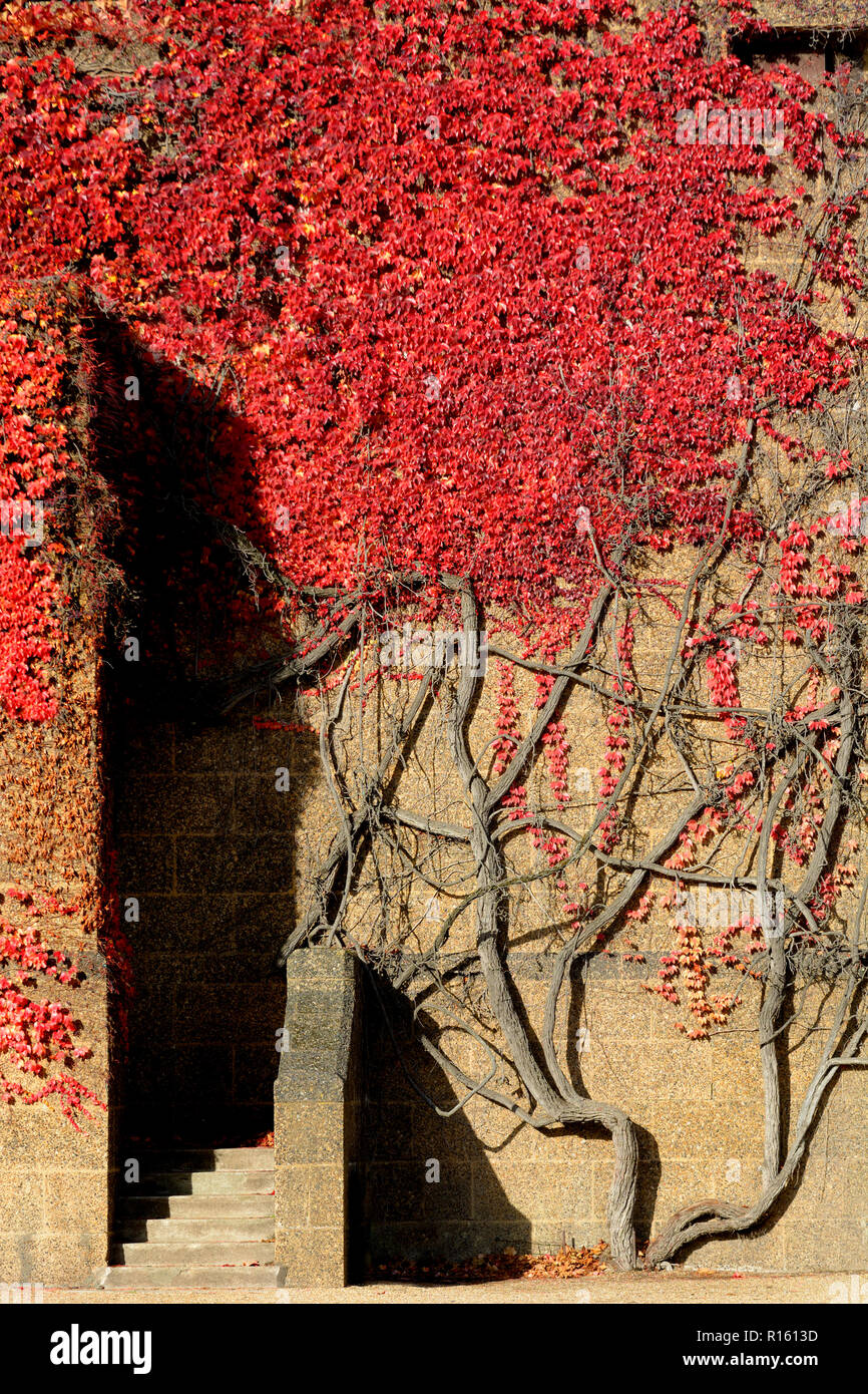 Virginia creeper (Parthenocissus quinquefolia) on the wall of the Old Admiralty Building London, England, UK. Stock Photo