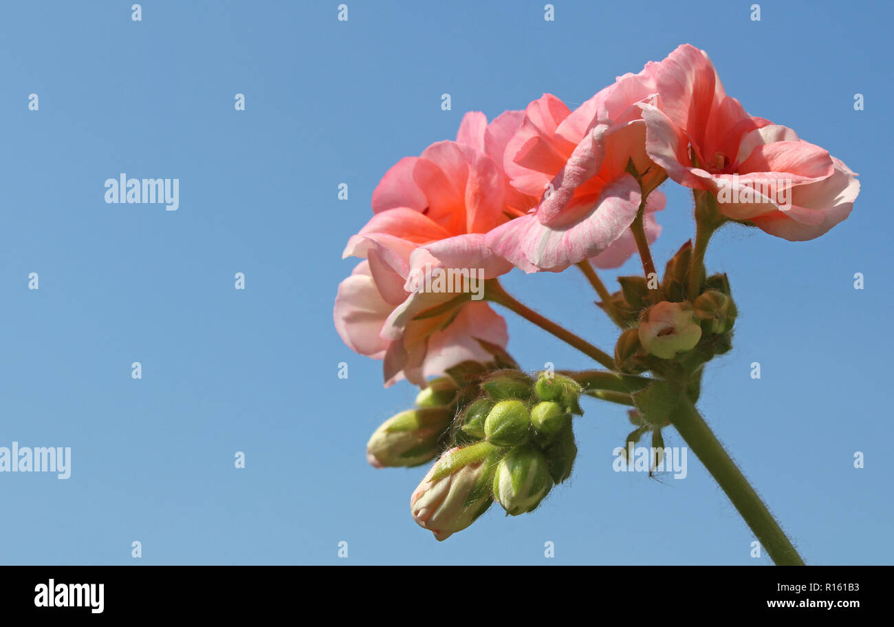 A beautiful pale pink Pelargonium (Geranium) flower against a background of clear blue sky. Sunlit on a summers day, with copy space. Stock Photo