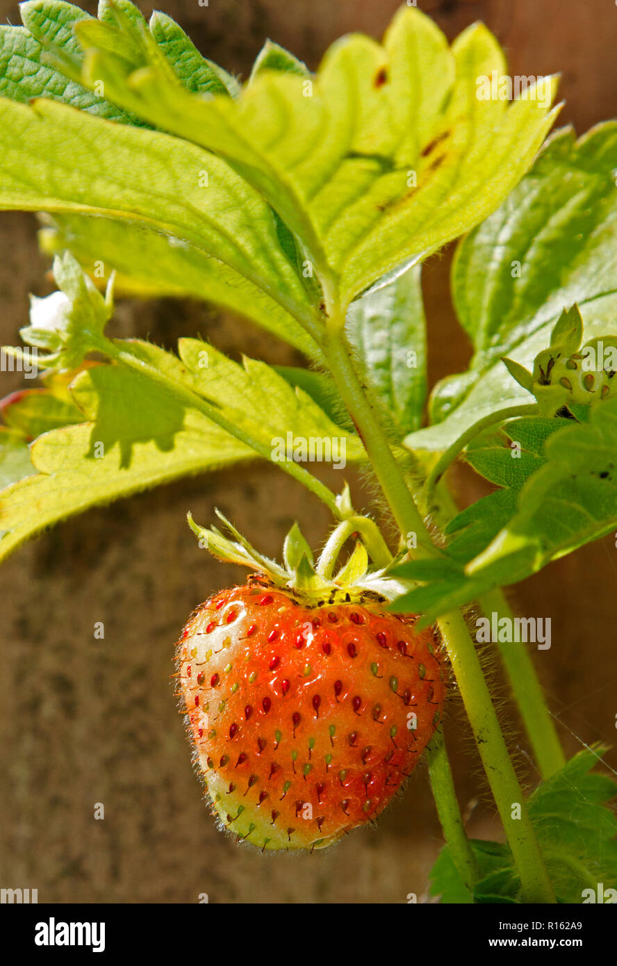 Unripe wild strawberry hi-res stock photography and images - Alamy