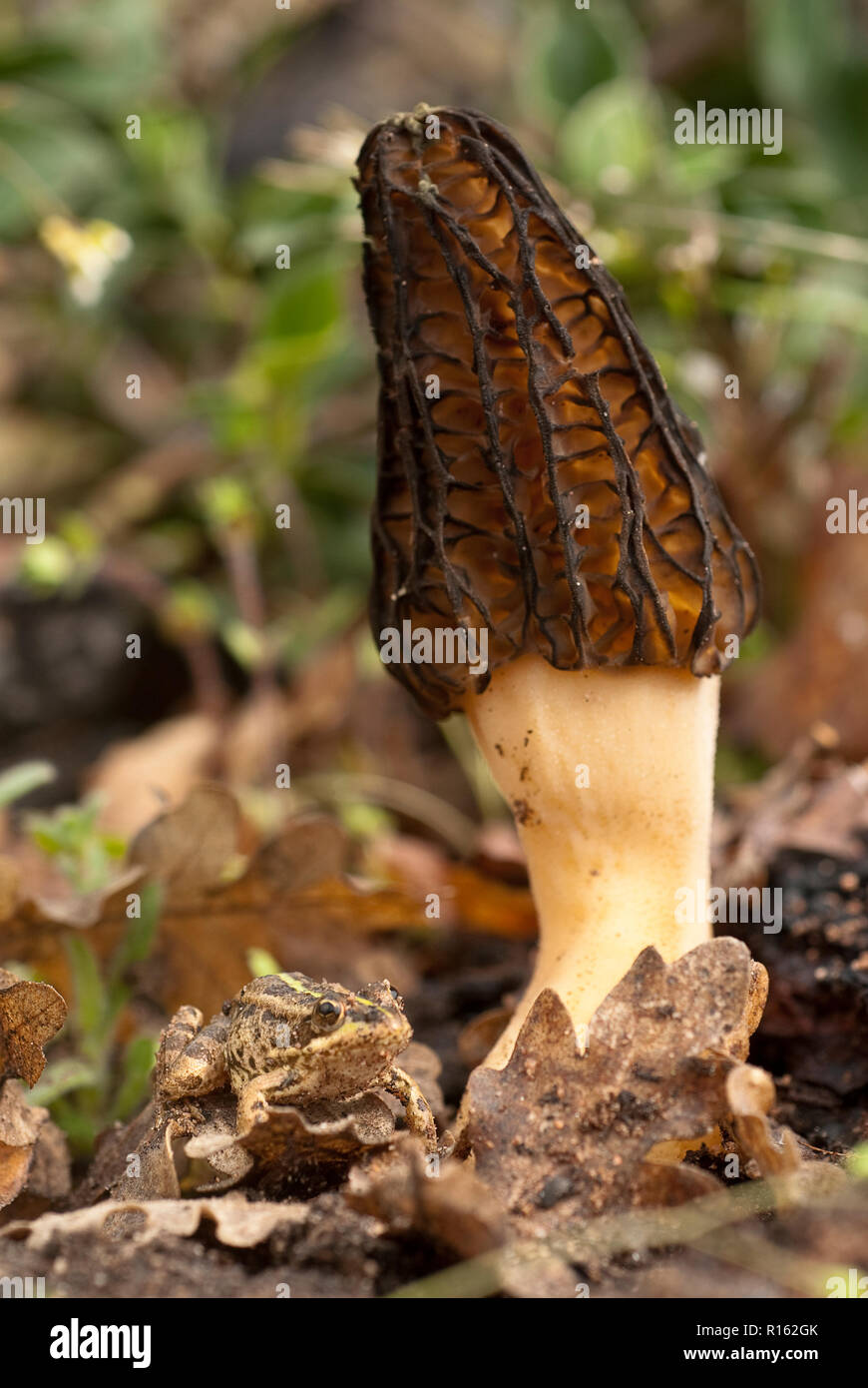True morel morchella esculenta hires stock photography and images Alamy