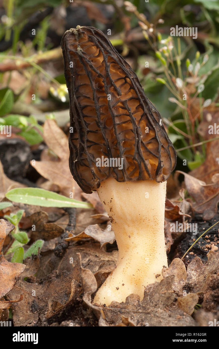 Hongos morel hires stock photography and images Alamy