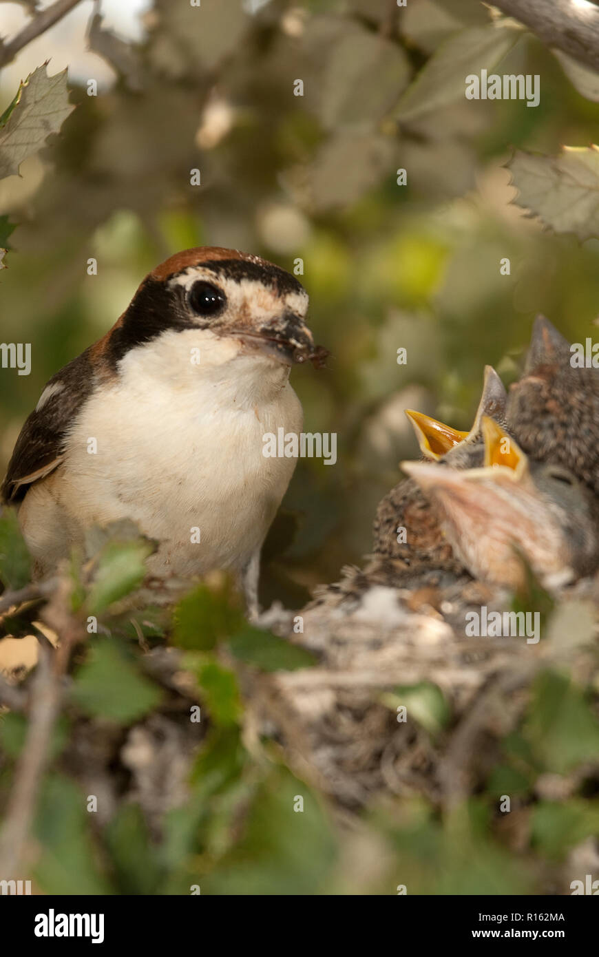 Woodchat shrike. Lanius senator, in the nest with his pup Stock Photo
