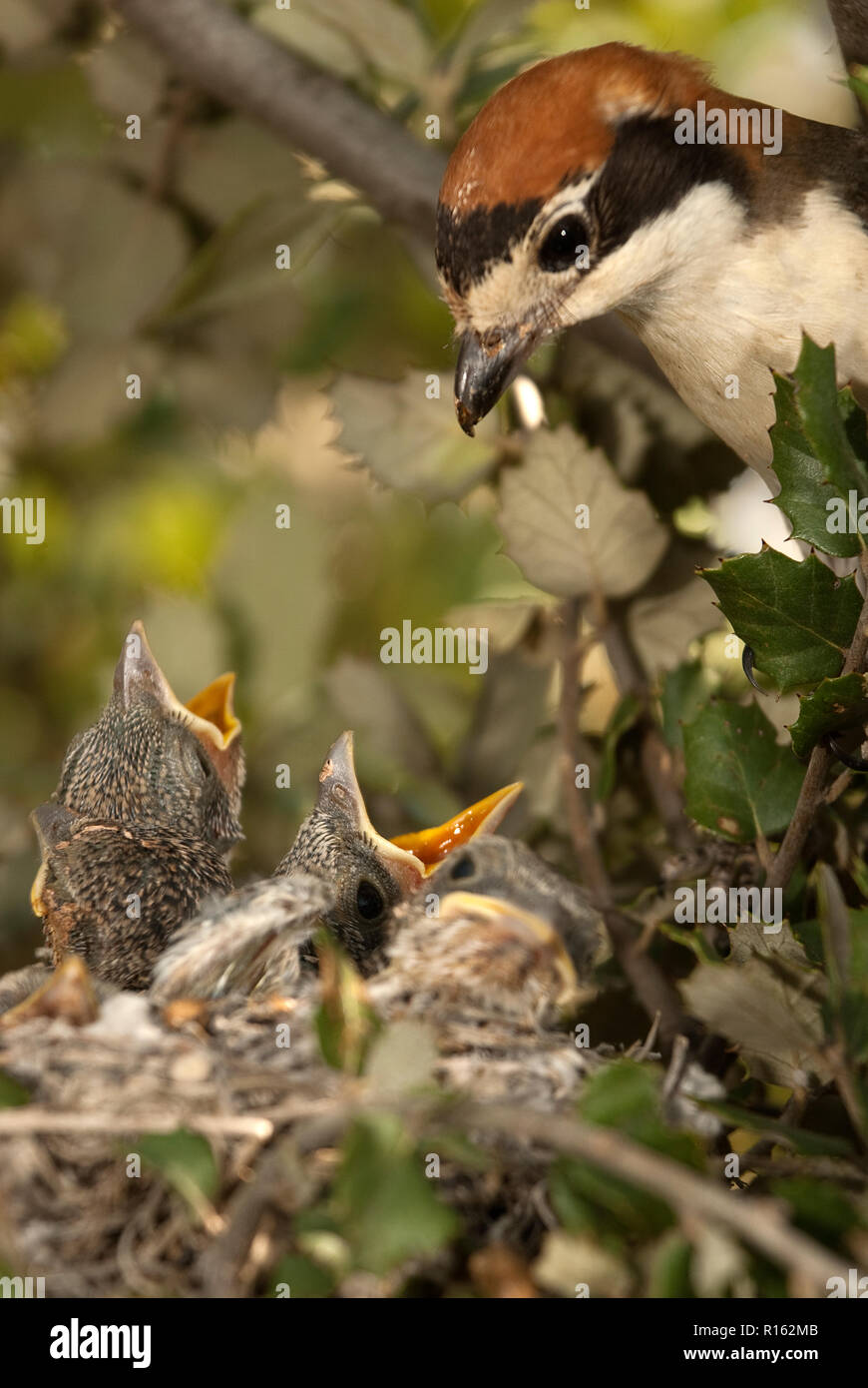 Woodchat shrike. Lanius senator, in the nest with his pup Stock Photo