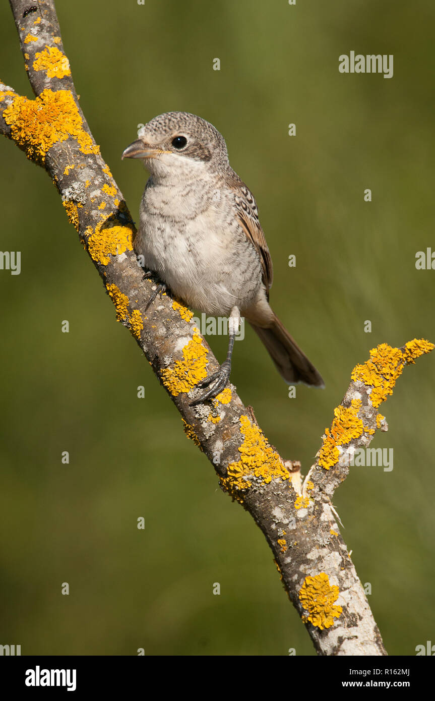 Woodchat shrike. Lanius senator, young perched on a branch Stock Photo