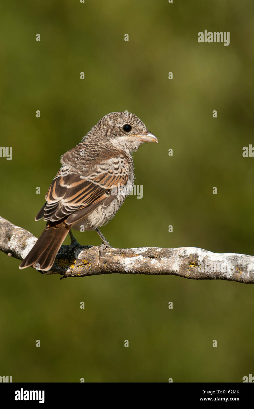 Woodchat shrike. Lanius senator, young perched on a branch Stock Photo