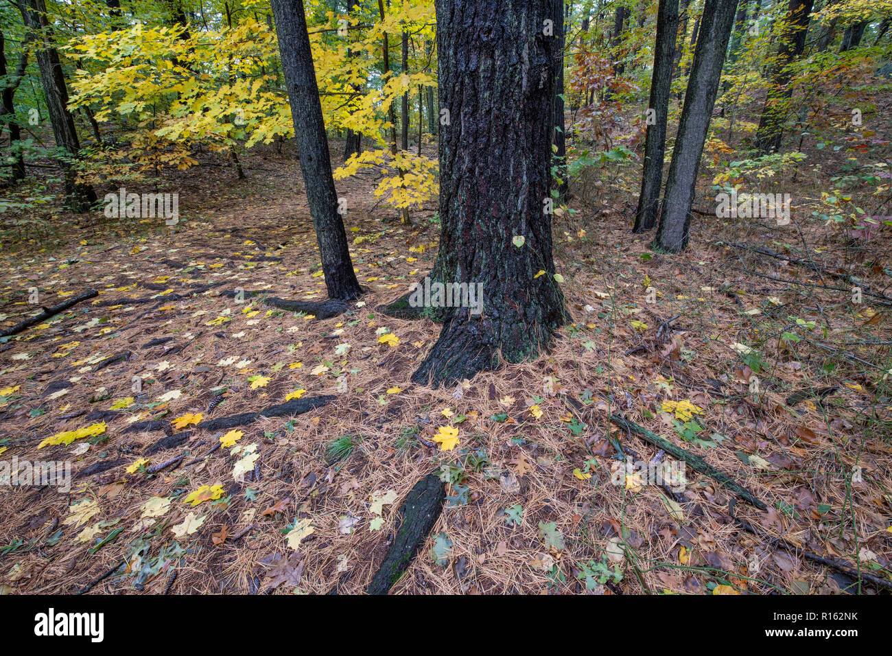 Trees in wooded area Stock Photo Alamy