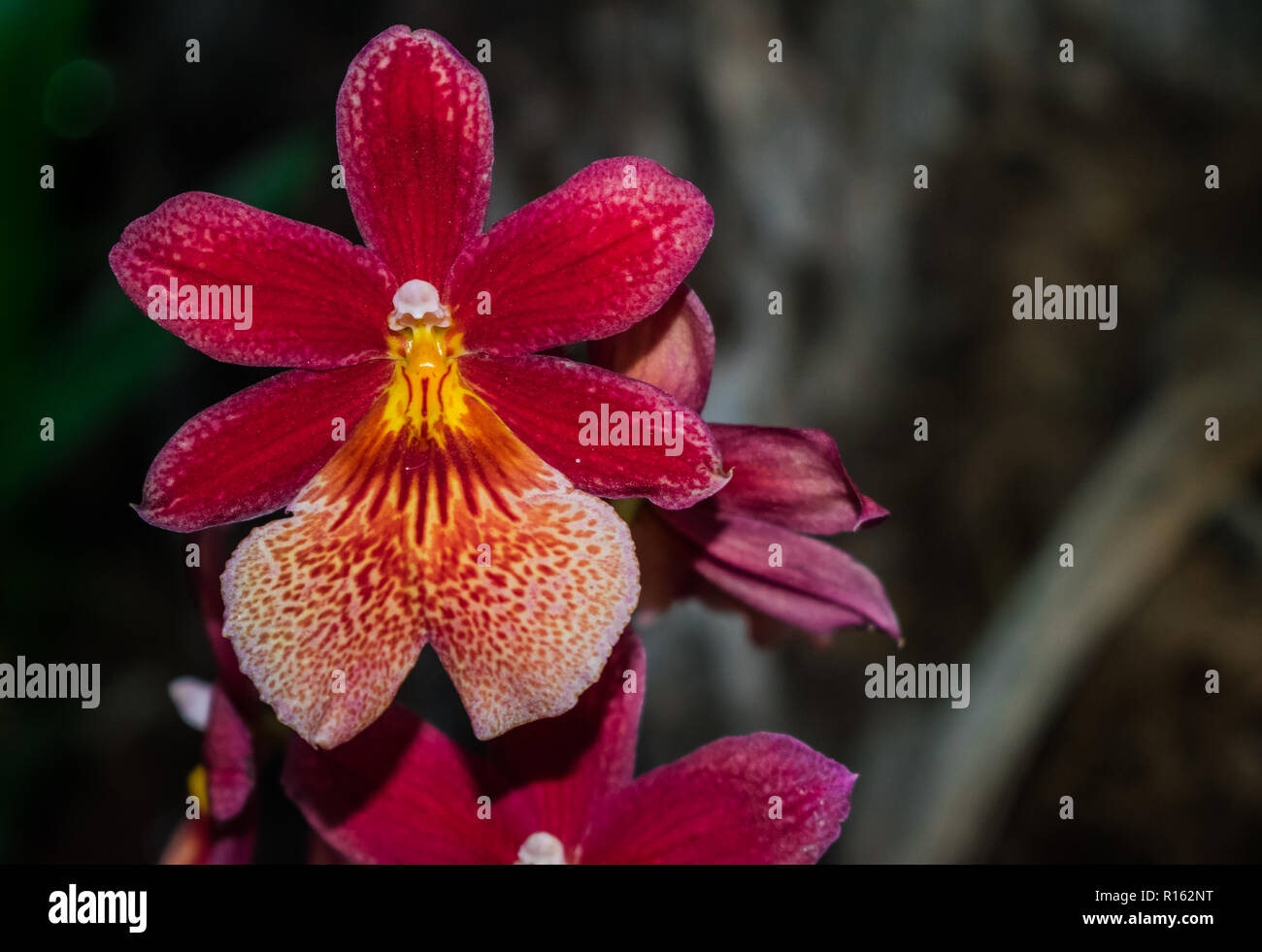 Cambria Burregeara Nelly Islery (Oncidium hybrid orchid) Stock Photo