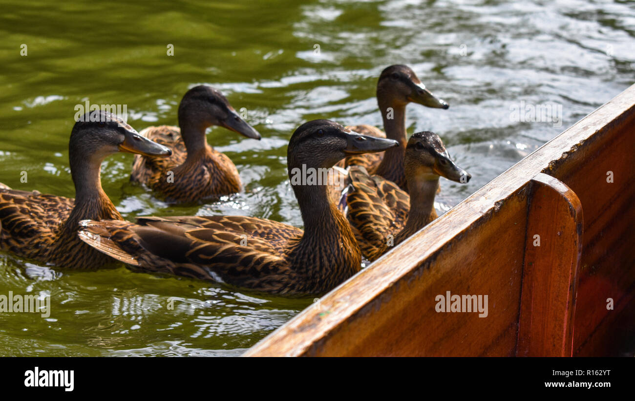 Group of Ducks approaching our boat Stock Photo