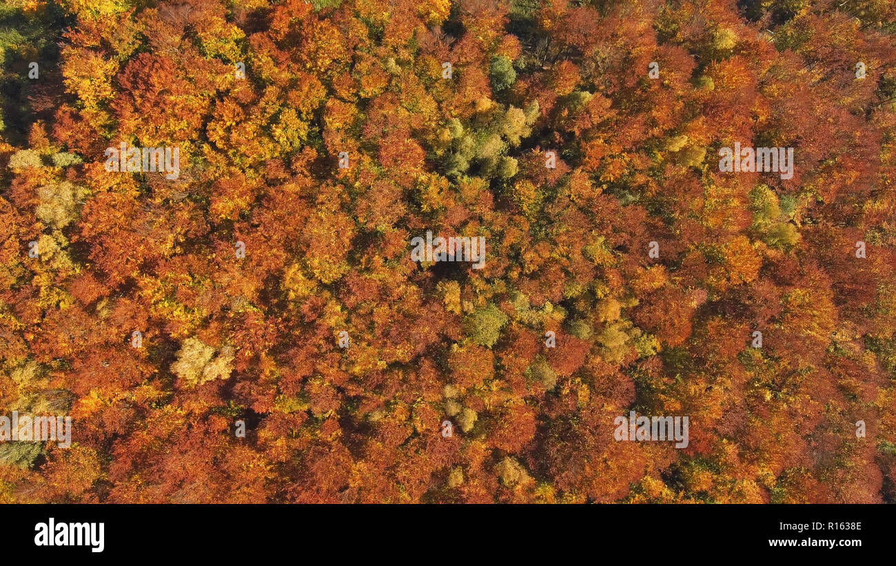 Aerial, top view from Drone: view of the forest crowns of trees from above. Stock Photo