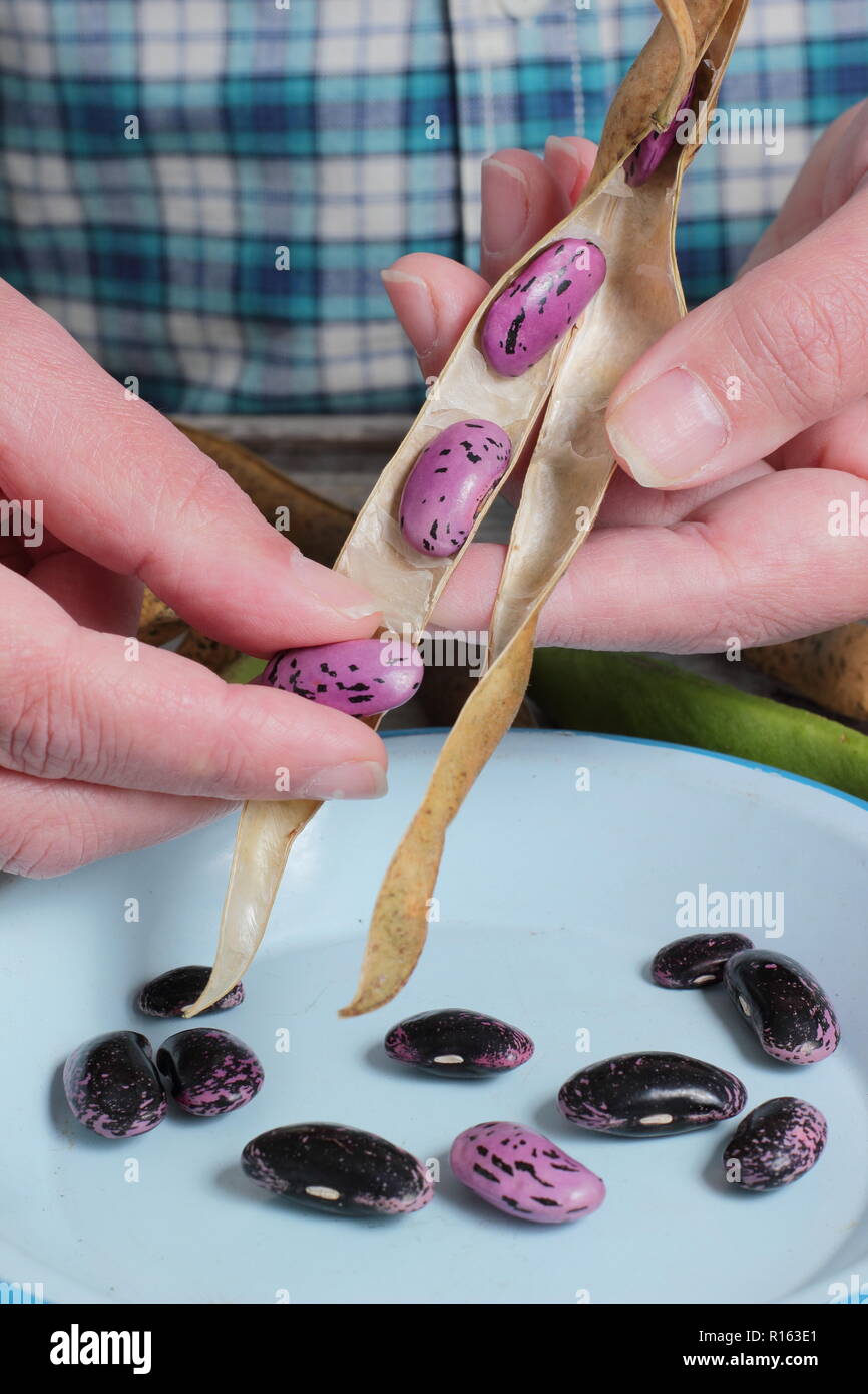 Phaseolus coccineus. Dried runner bean seed 'Scarlet Emperor' are