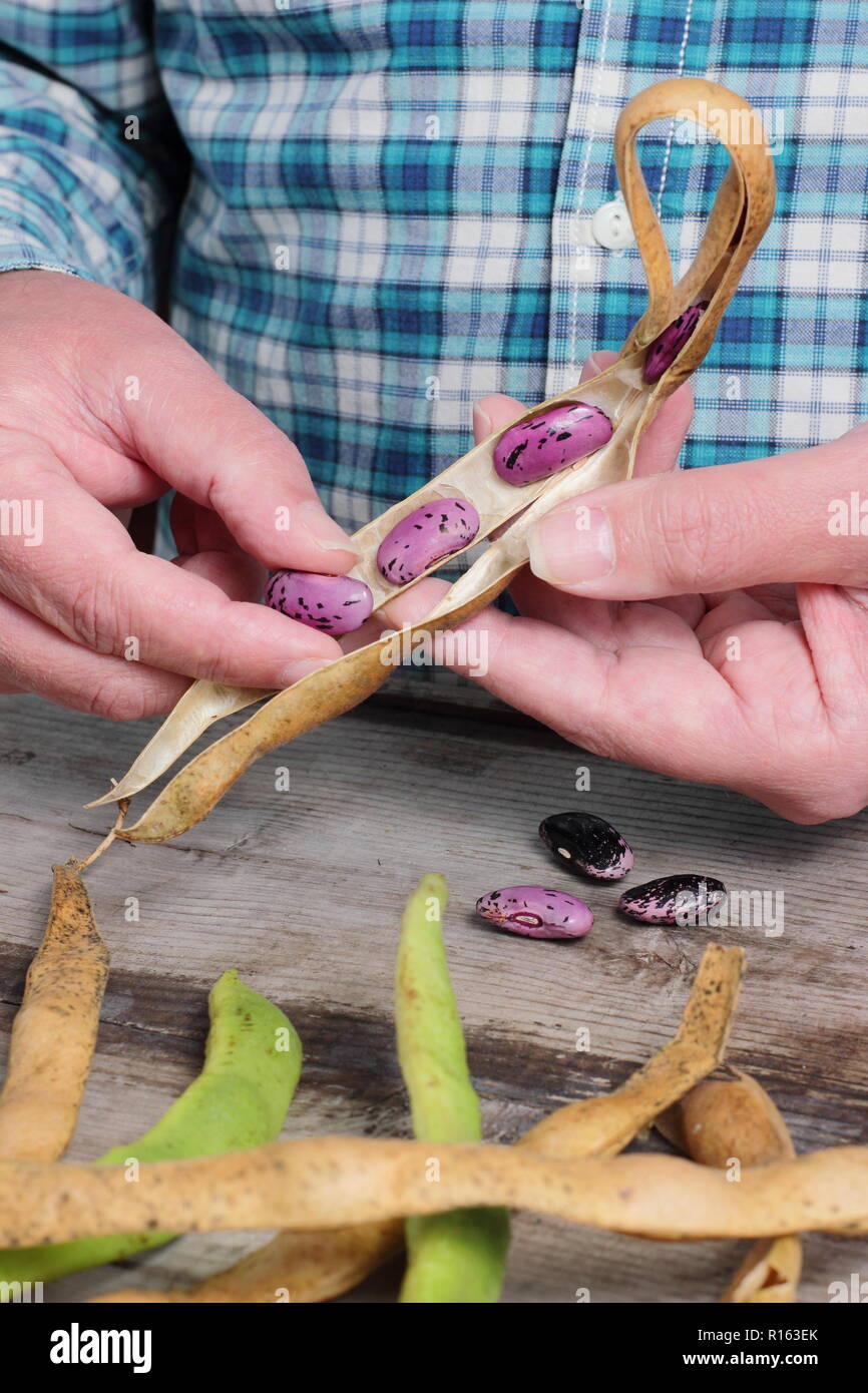 Drying runner bean hires stock photography and images Alamy