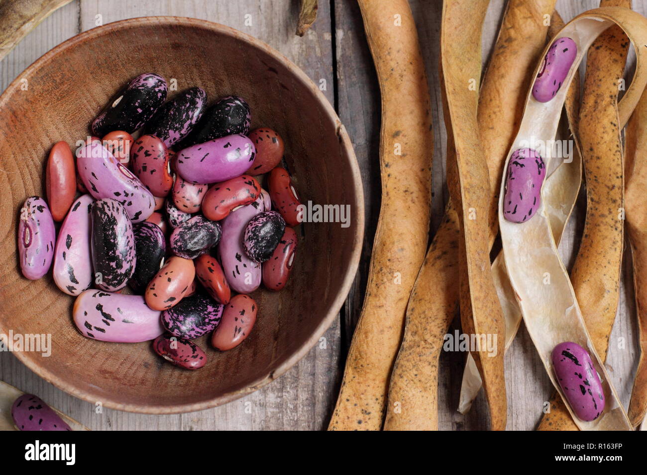 Drying bean pods hires stock photography and images Alamy