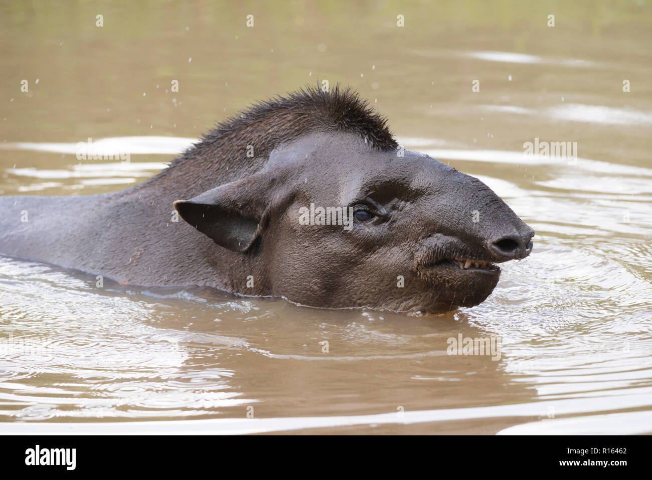 A wild Lowland Tapir in the water in North Pantanal, Brazil Stock Photo