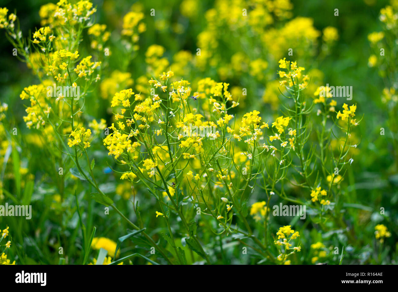 flowering field rapeseed Stock Photo