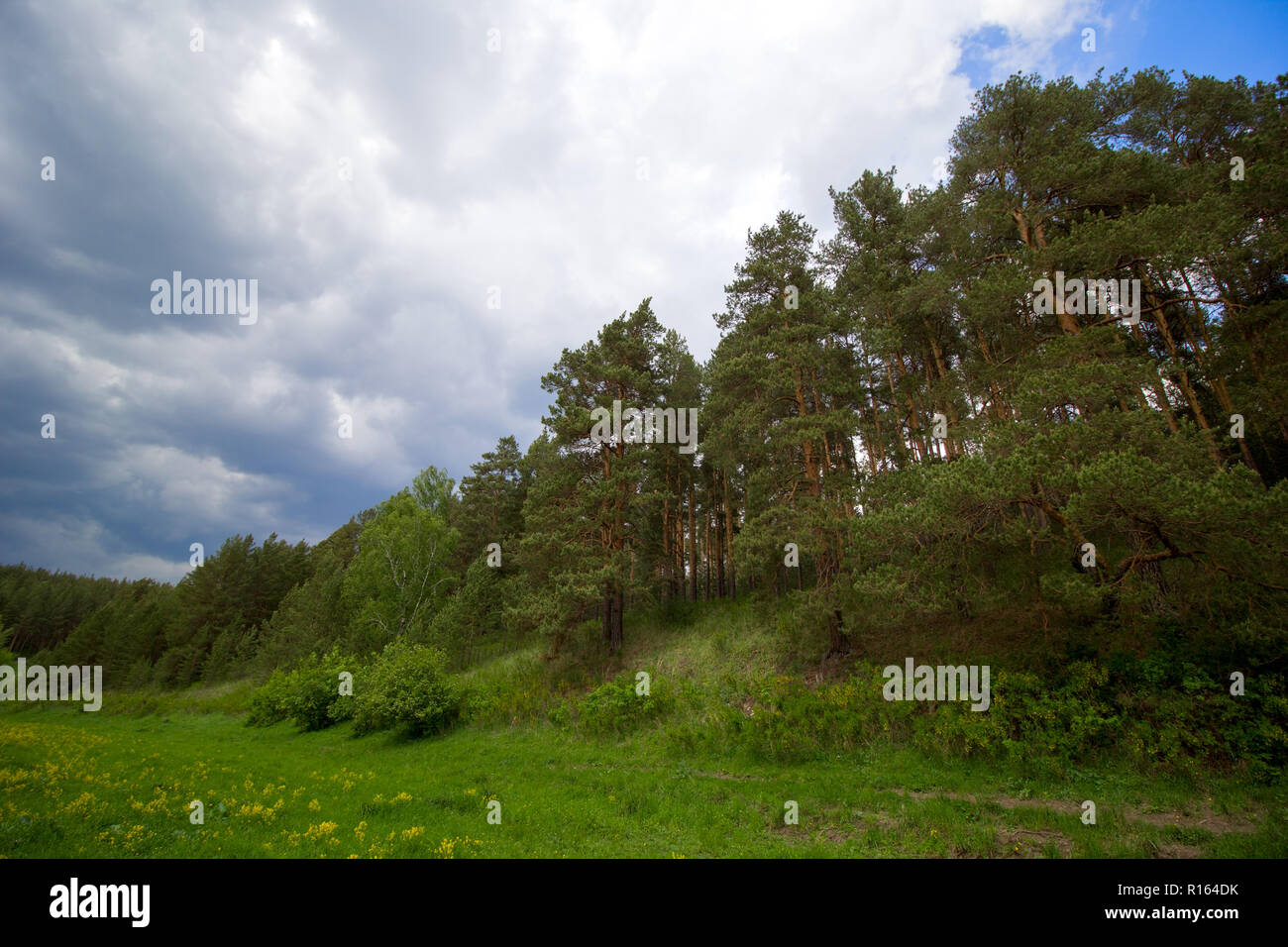 forest landscape with blue rainy clouds Stock Photo