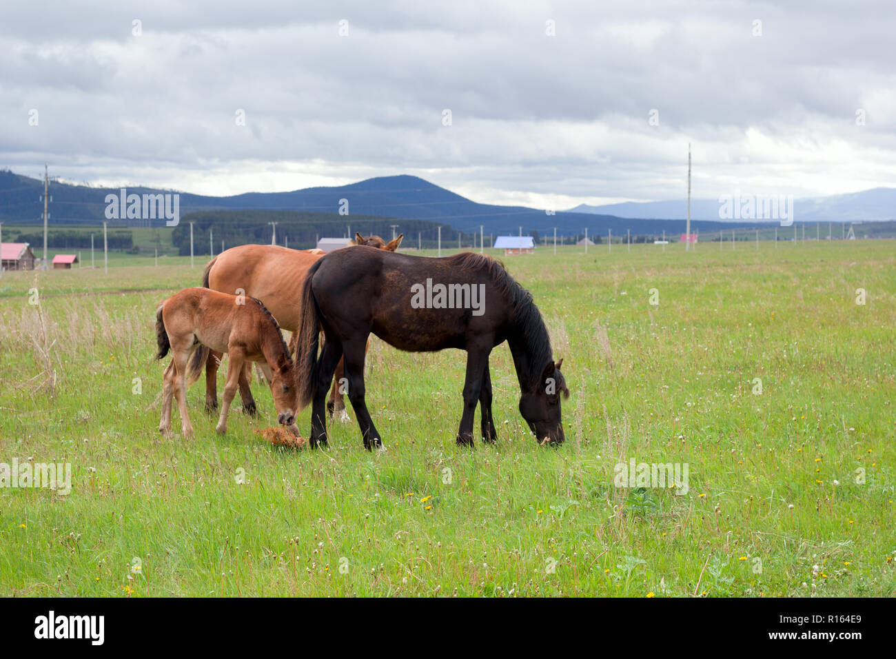 horses grazing on the ranch Stock Photo