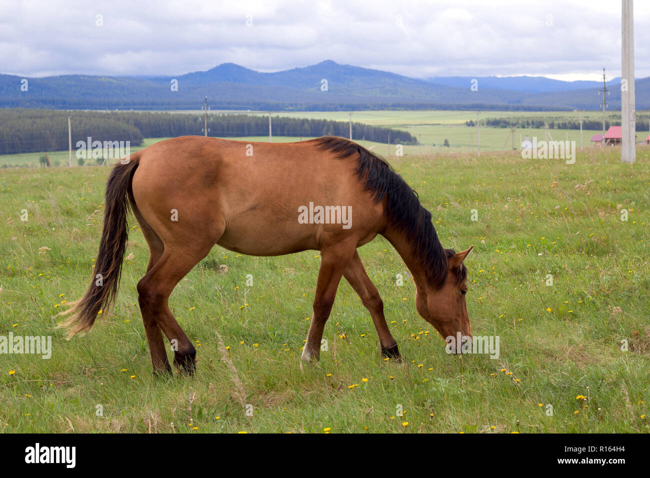 red horse with black mane grazing on the field Stock Photo